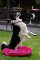 Agility soustředění u Pavly Duškové - obrázek